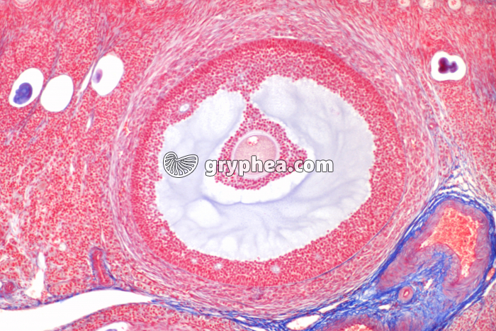 Follicule de De Graaf (follicule mûr) de Lapine x25 - gryphea.com